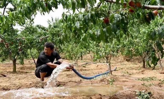果园浇水需有度五六月份要控水