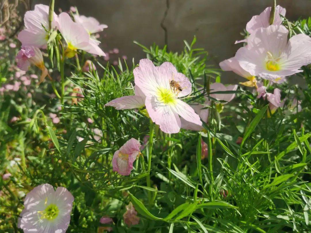 美丽的鲜花齐开放简谱_美丽鲜花再开放简谱