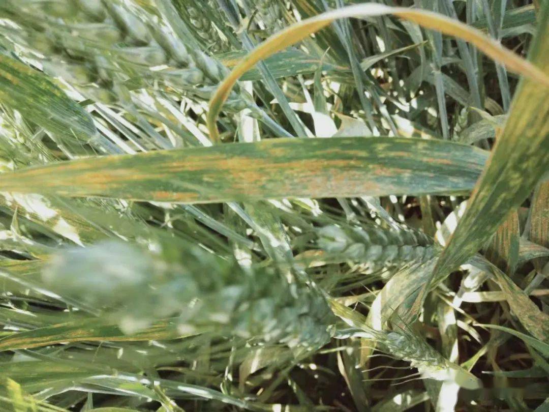 小麦条锈病病斑在小麦叶片上呈鲜黄色,与叶脉平行,且排列成行,像缝纫