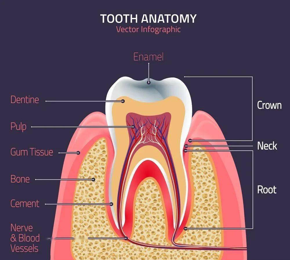 看牙齿解剖图,牙外层是一层牙釉质,呈透明状包裹着牙齿的内部结构