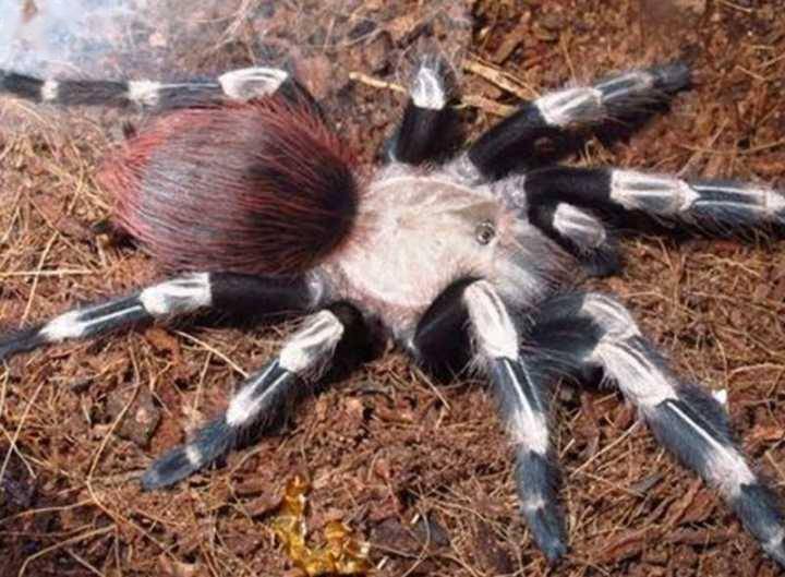 云南发现能吃鸟的蜘蛛俗称地老虎不但吃鸟还吃蛇毒液很珍贵