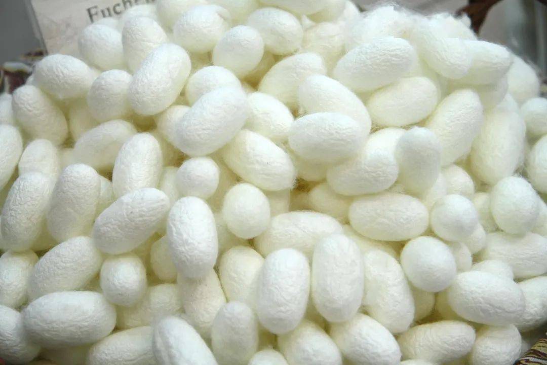 丝绸所含的天然纤维主要是蚕丝纤维,是熟蚕结茧时所分泌丝液凝固而成