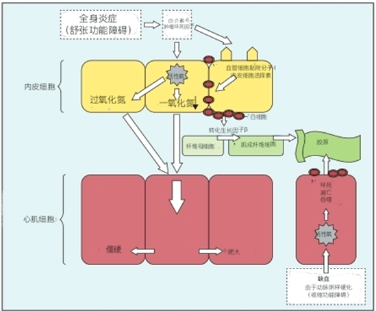 因子(如il-6和tnf)浓度升高的全身性炎症可诱导氧化应激和内皮激活