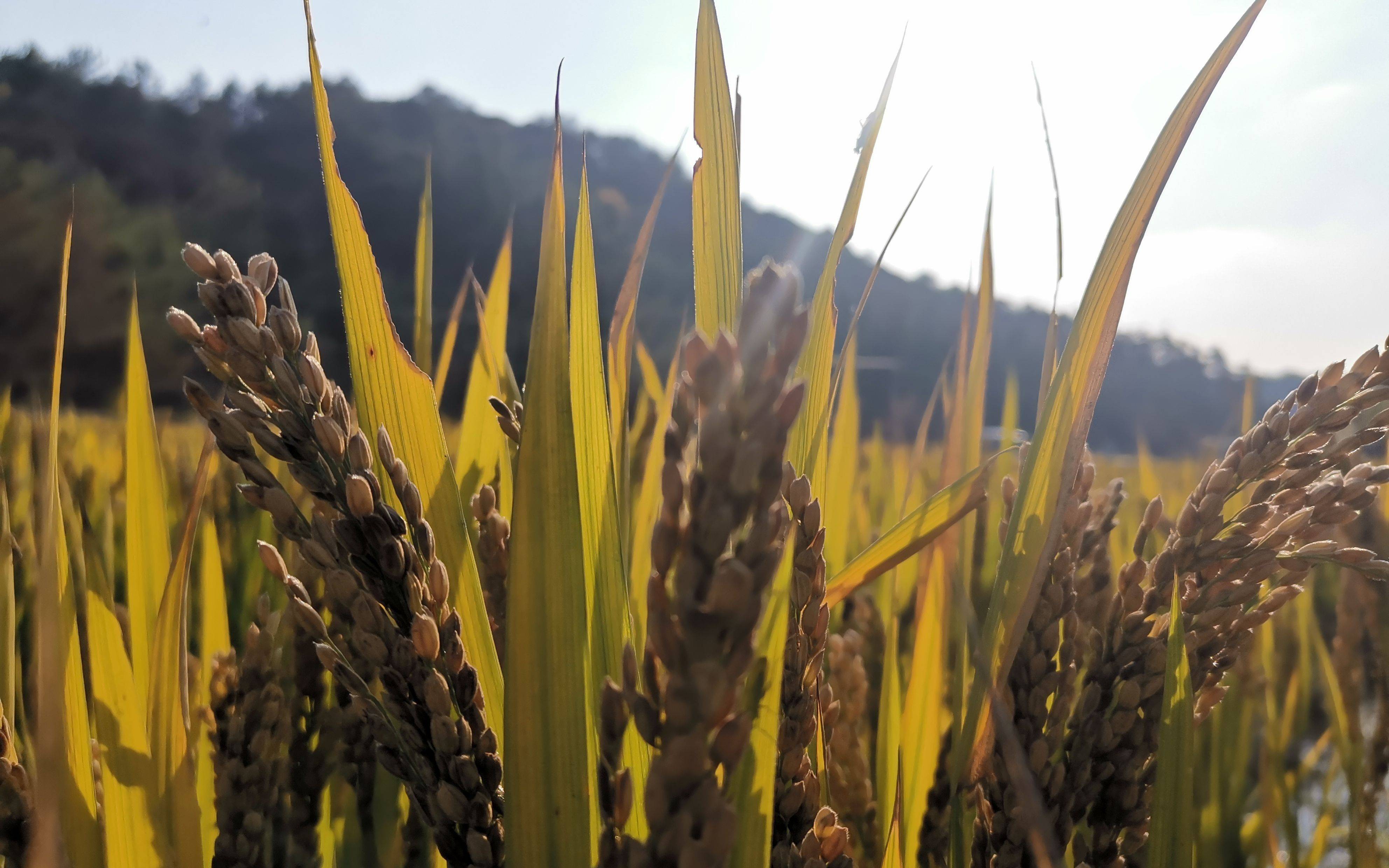 大气|稻田释放甲烷 影响可能被高估