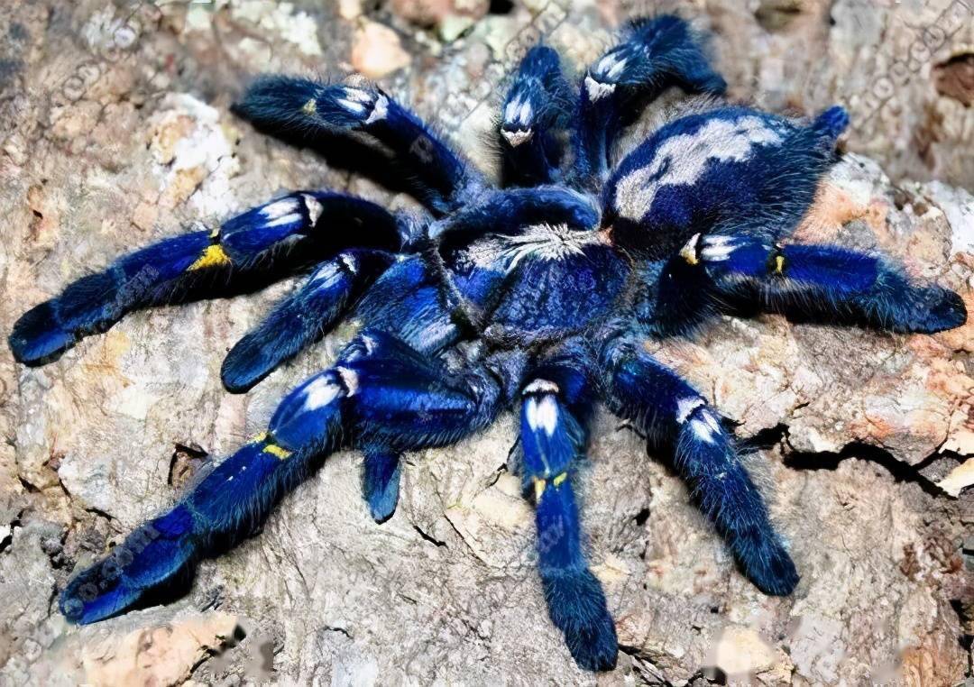 云南发现能吃鸟的蜘蛛俗称地老虎不但吃鸟还吃蛇毒液很珍贵