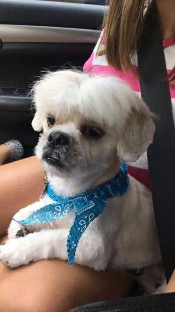 一只狗,可以有多潦草?哈哈哈哈哈哈哈哈_狗狗