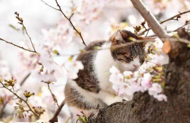 樱花丛中的喵咪,简直太美了!