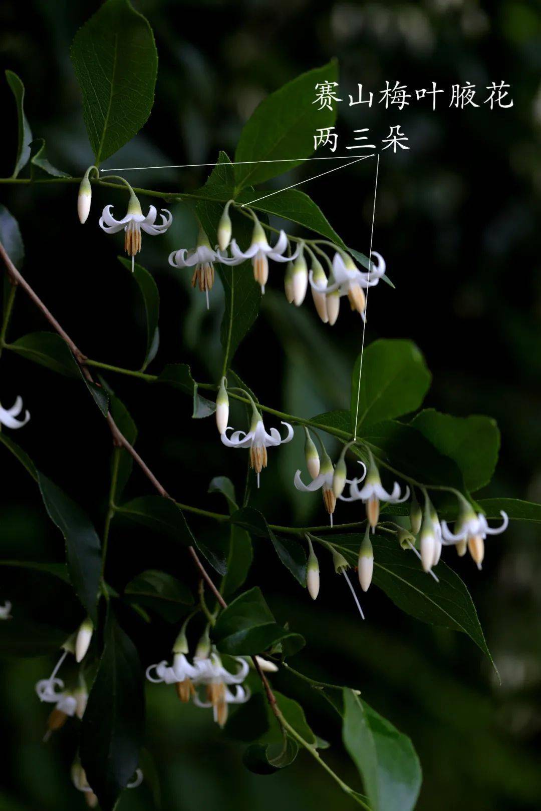 赛山梅or白花龙分不清咱们一招辨识
