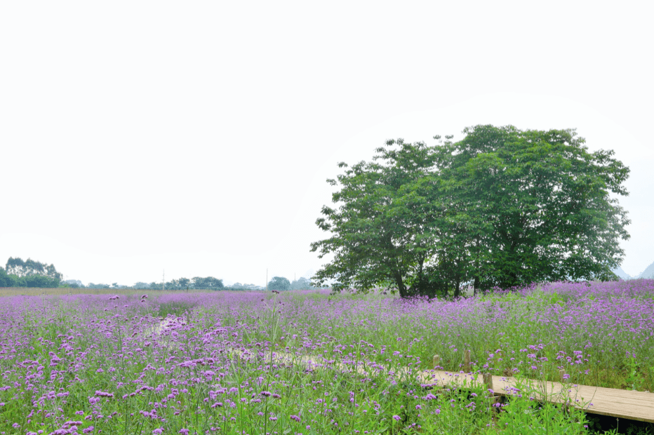 会仙湿地百亩马鞭草盛开成紫色花海