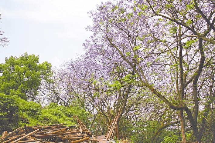 藍花楹盛放浪漫紫色扮甜城