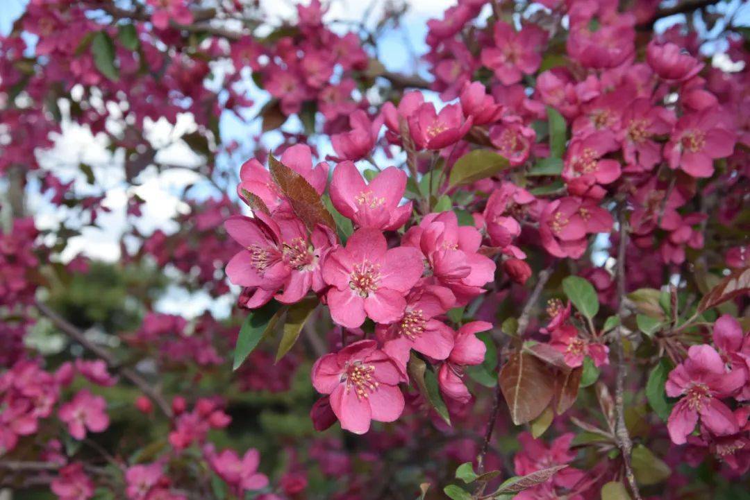 海棠图片大全大图 596224d4c1f6477ca1153ec67348c504.jpeg