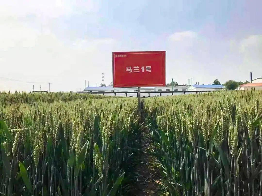 依托马兰农场的影响力和辐射力,马兰乡村振兴研究院成立后,将立足辛集