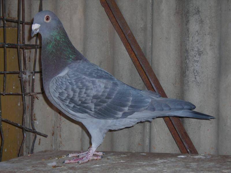 买哪一些赛鸽天落鸟?