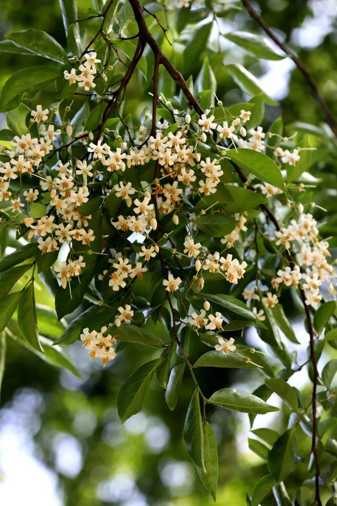 赛山梅or白花龙分不清咱们一招辨识