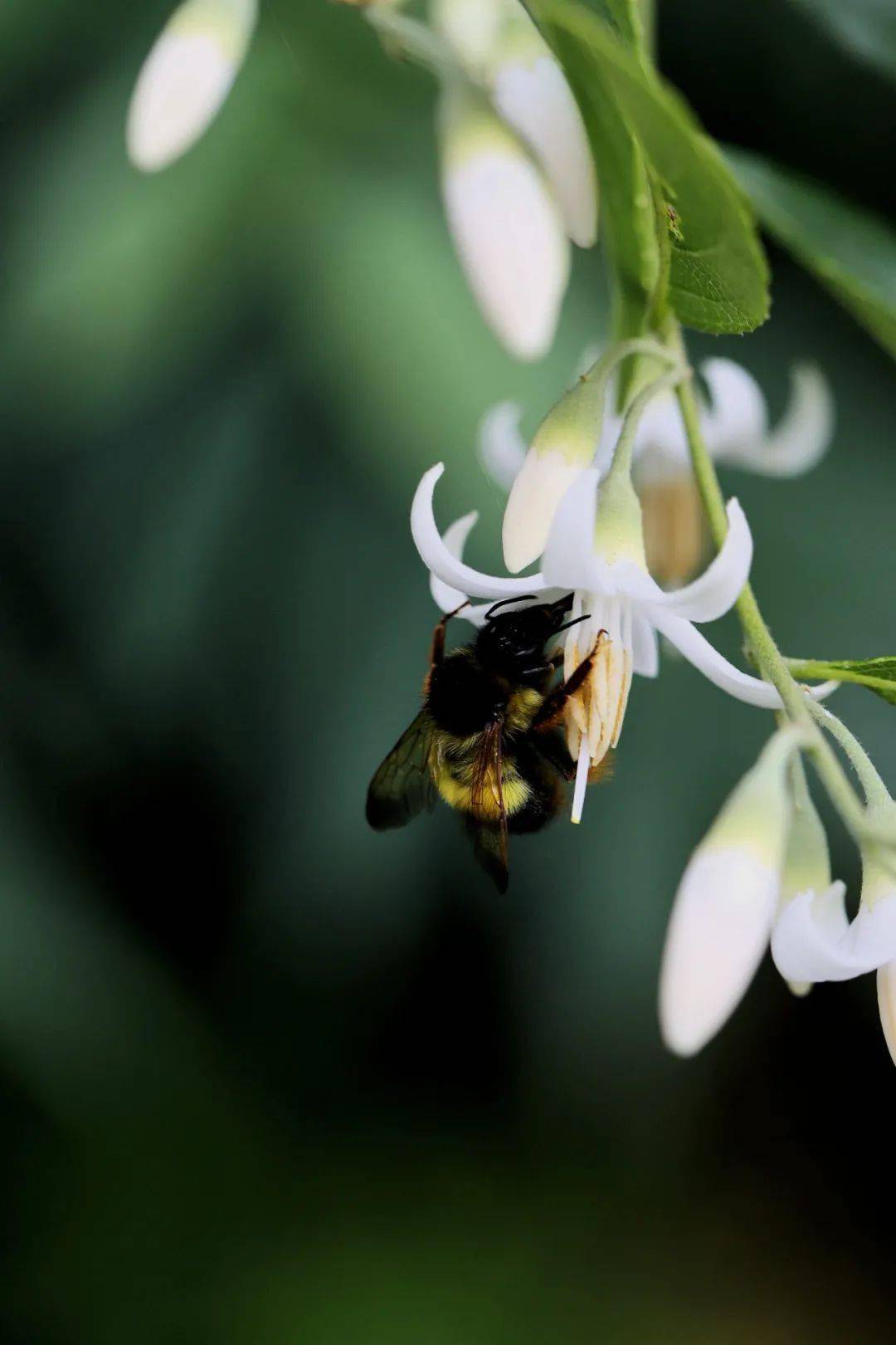 赛山梅or白花龙分不清咱们一招辨识