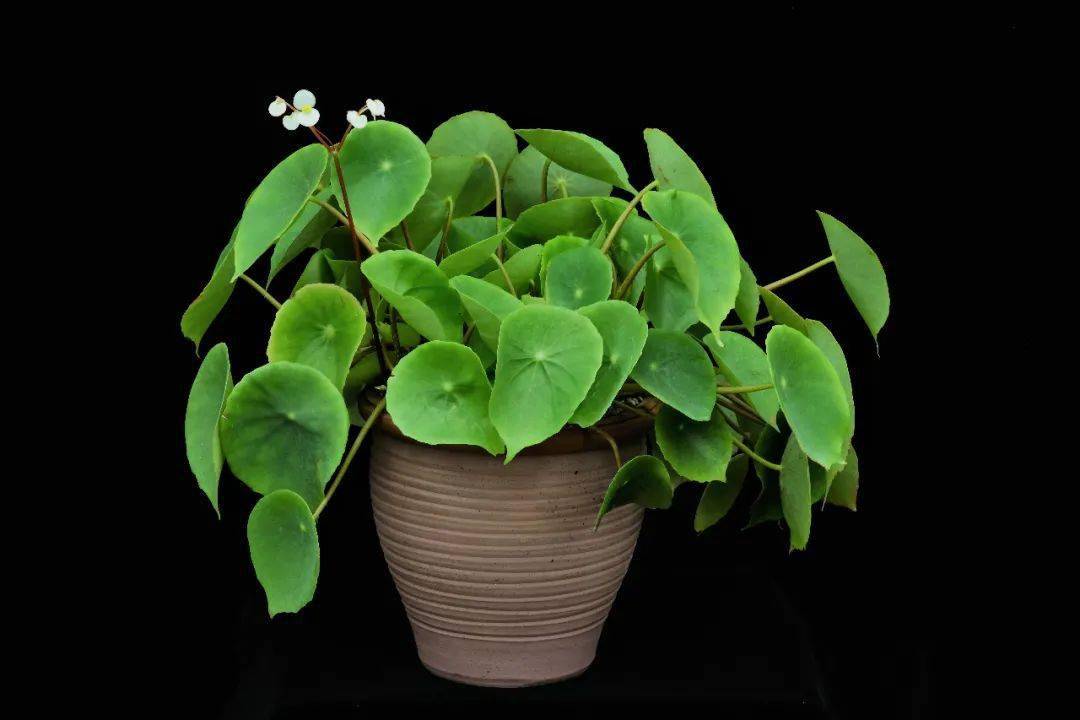 盾叶秋海棠:原产于我国海南的原生花卉,叶形奇特,花量大且花期持久