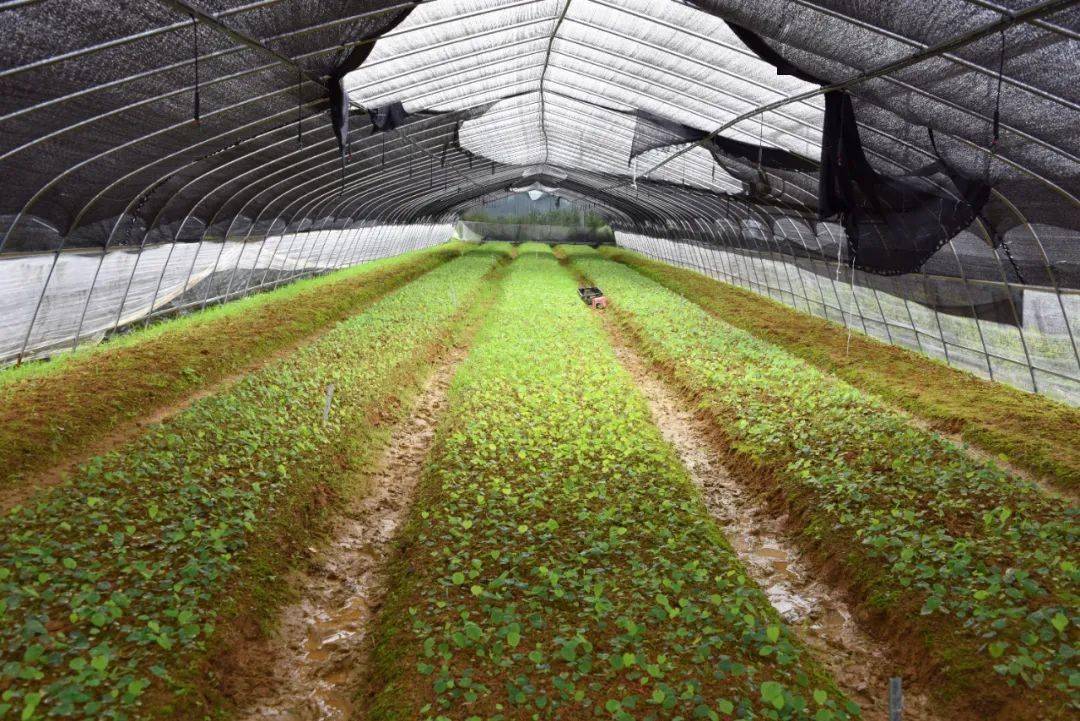 一六镇镇人大组织代表开展中草药育苗基地种植情况专项视察活动