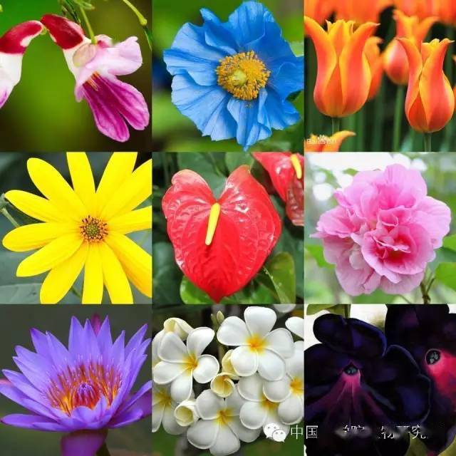 植识| 花儿为什么五颜六色？_搜狐网