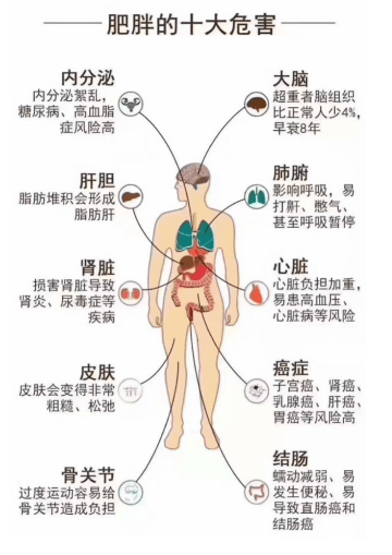 体脂称什么原理测内脏脂肪_内脏脂肪(2)