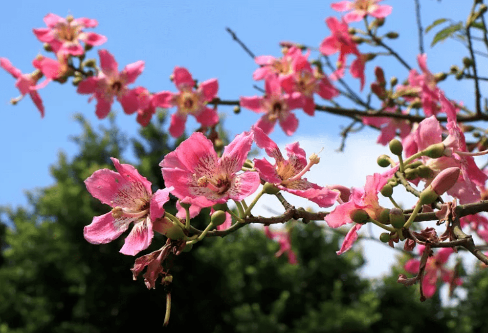 木棉花谢 飞絮飘飘 过敏体质人群要远离 刘建博