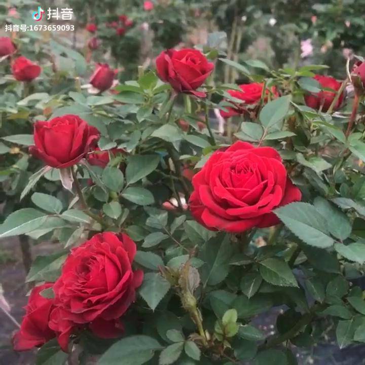 女儿红阳台微型月季最大的优点就是特别多花分支能力好