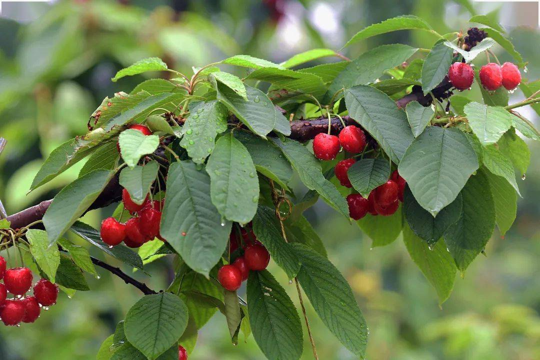 金堂车厘子熟啦鲜嫩欲滴味道好极了