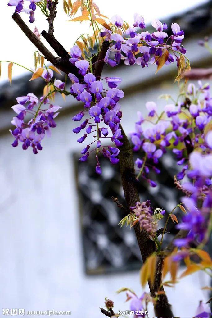 藏头七绝/紫陌风尘