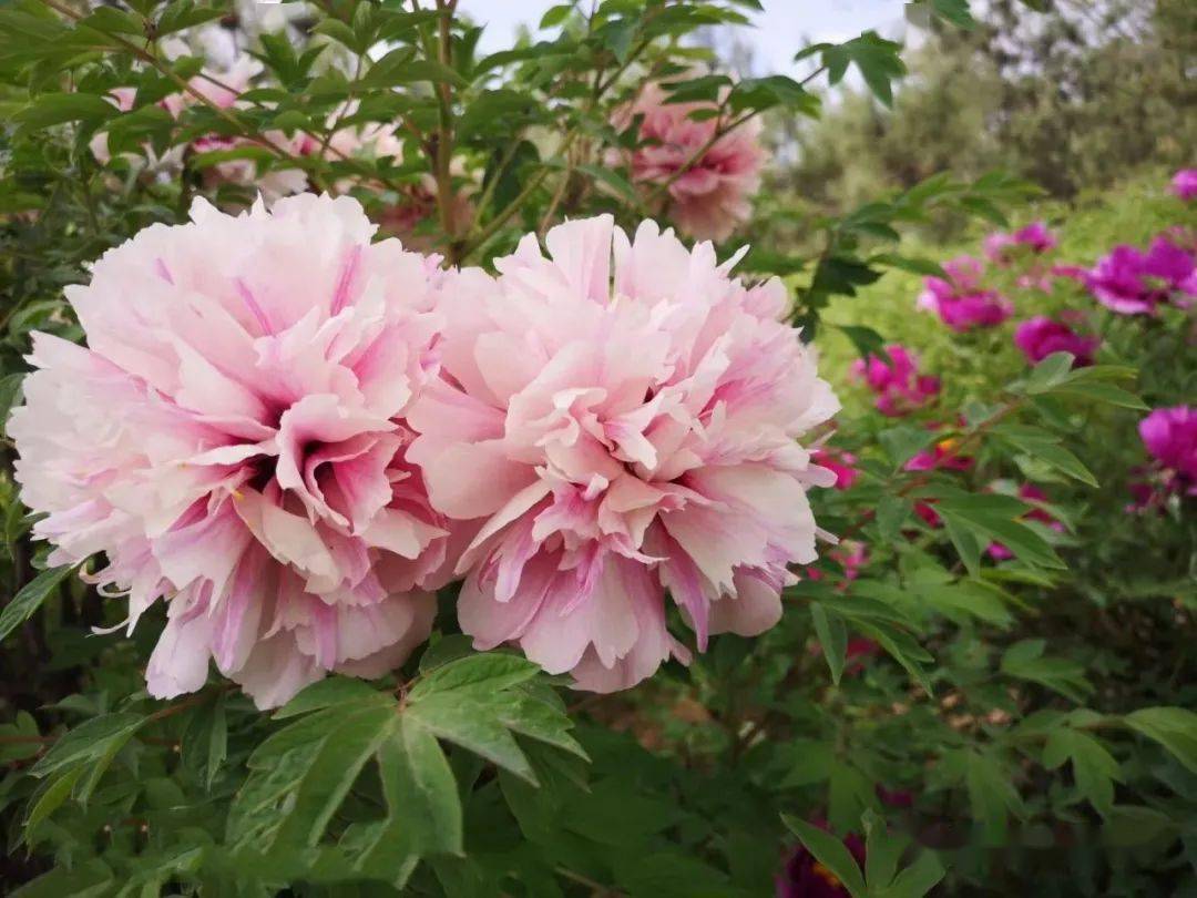 唯有牡丹真國色,花開時節動河州_臨夏