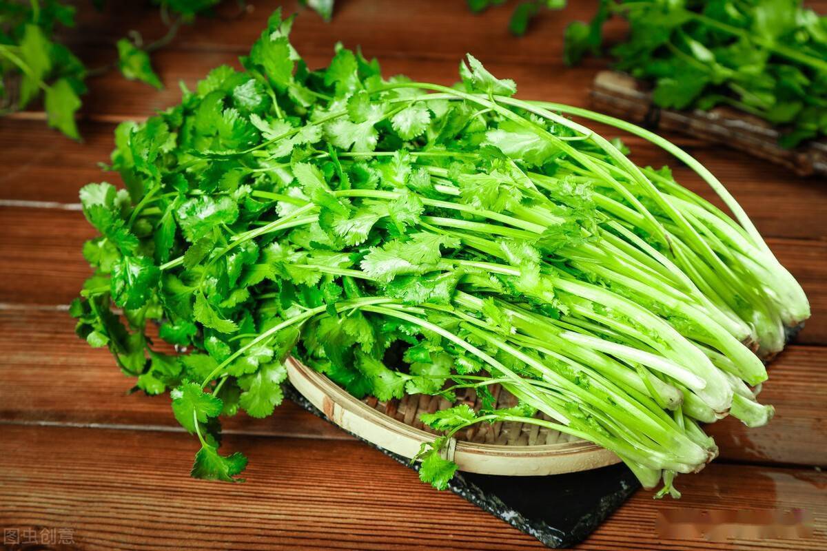 怎么种香菜种子步骤 e992c3f84ae141bfaac5bbbfed7fadaf.jpeg