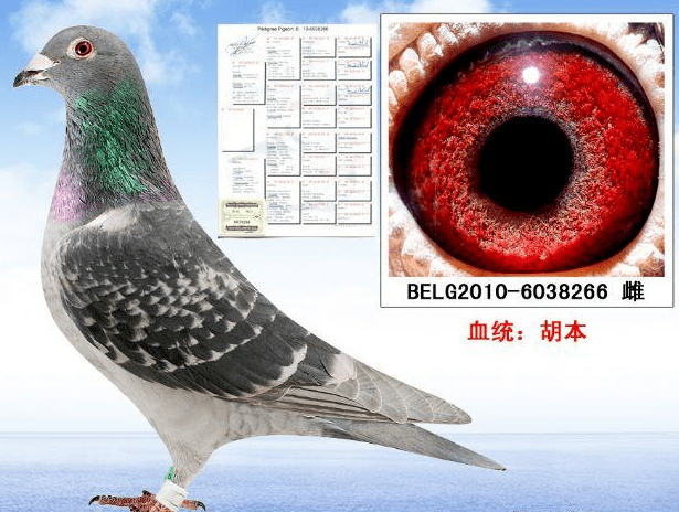 3e850a54f6344fa3bb2bda19dbc79ff2.png
