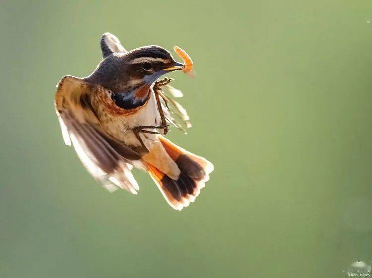 鸟类摄影:2021年,蓝喉