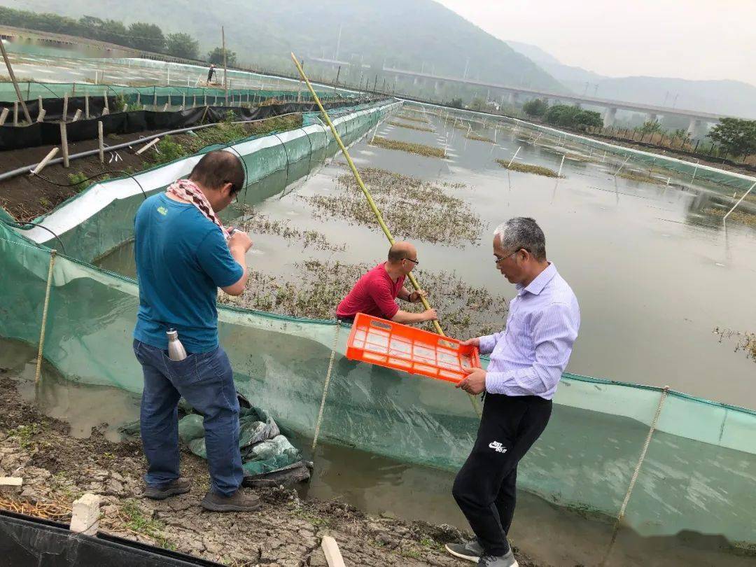 养殖,我们有技术也有条件对长期饲料投喂下河蟹进行有计划的选择育种