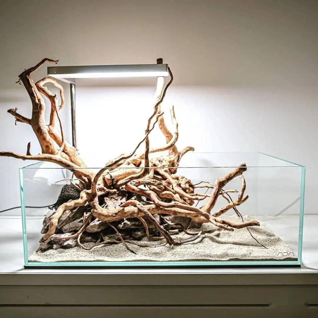 那个开花的斗鱼缸,开缸过程来了67_造景