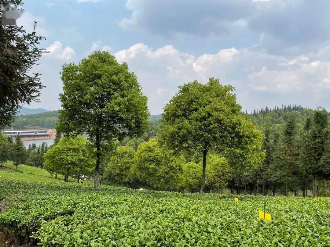 媒体茶山行今日头条报道丨勐海深山藏着的万亩茶园紫娟一种就500亩