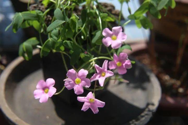 几根杂草卡萨帝芦荟待续~97【云南高山青梅特选果】一年一季 ,青梅