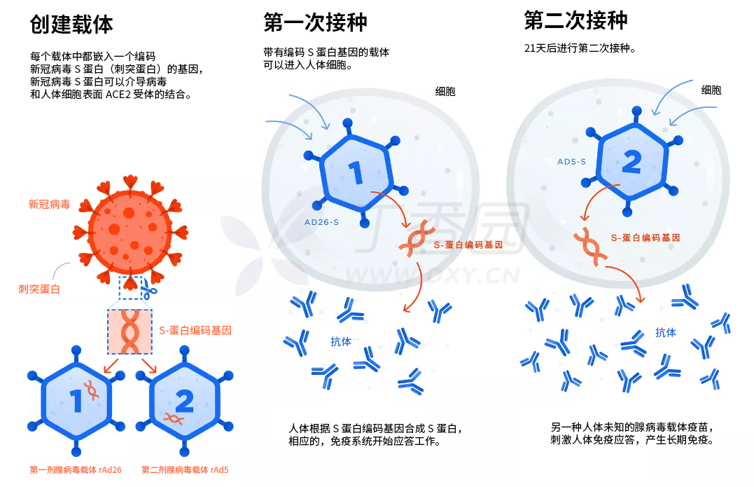 卫星 v 疫苗属于腺病毒载体疫苗,第一剂采用 26 型重组腺病毒(rad26)