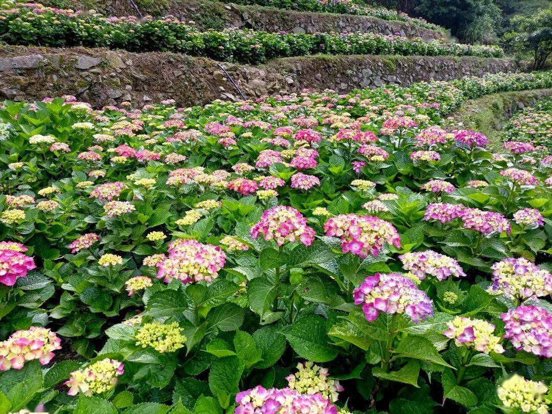 鼓岭花溪谷110000株绣球花开了