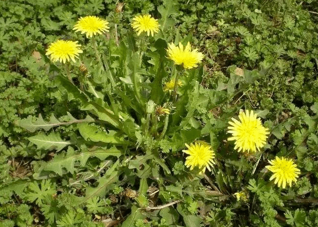 这种花既是野菜又是药材 被称为"药草皇后"