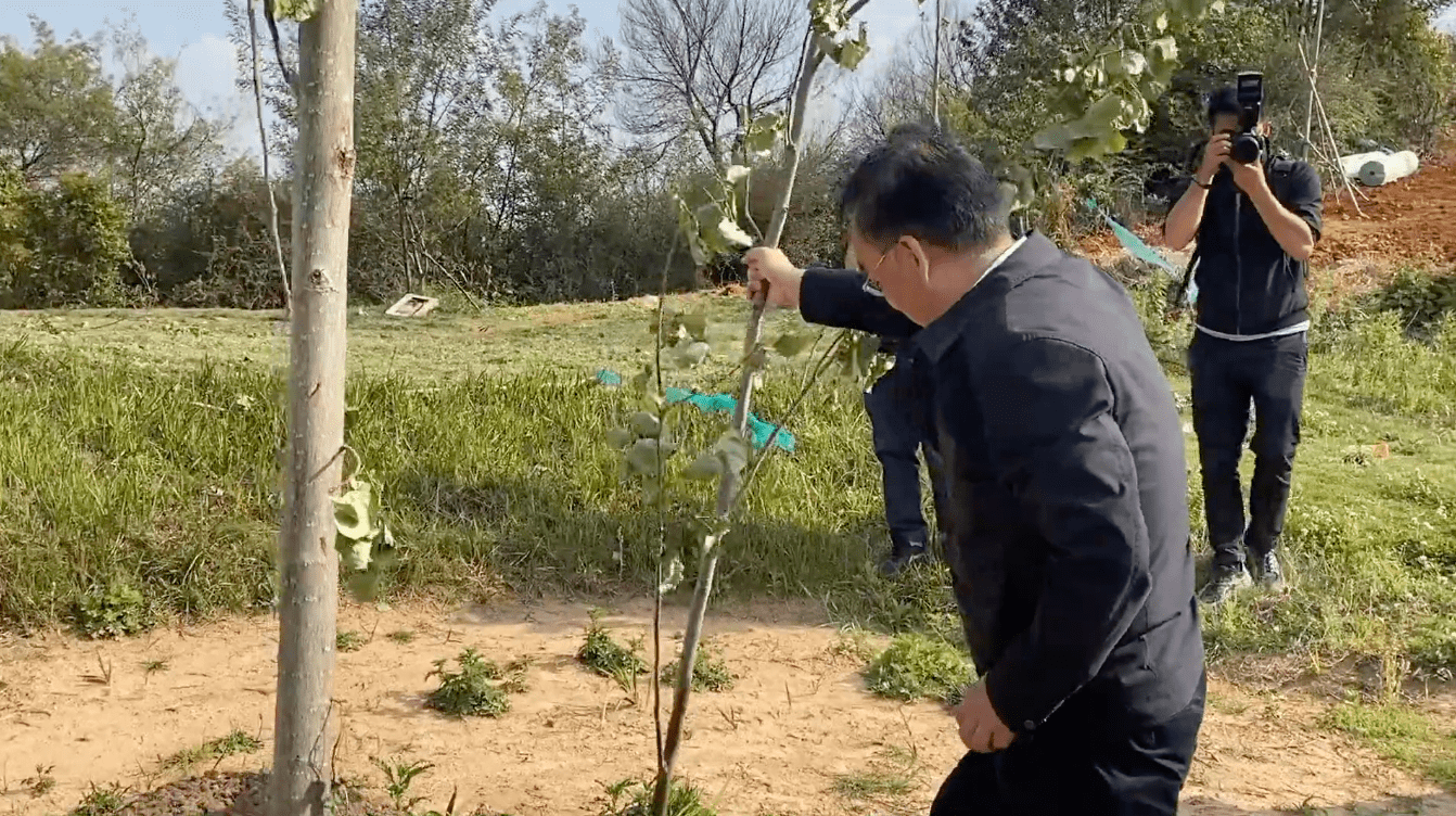 单手拔树的书记被党内严重警告