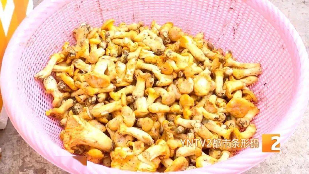 野生菌排行_火爆!野生菌价格一路飙涨!有的卖到1300元1公斤