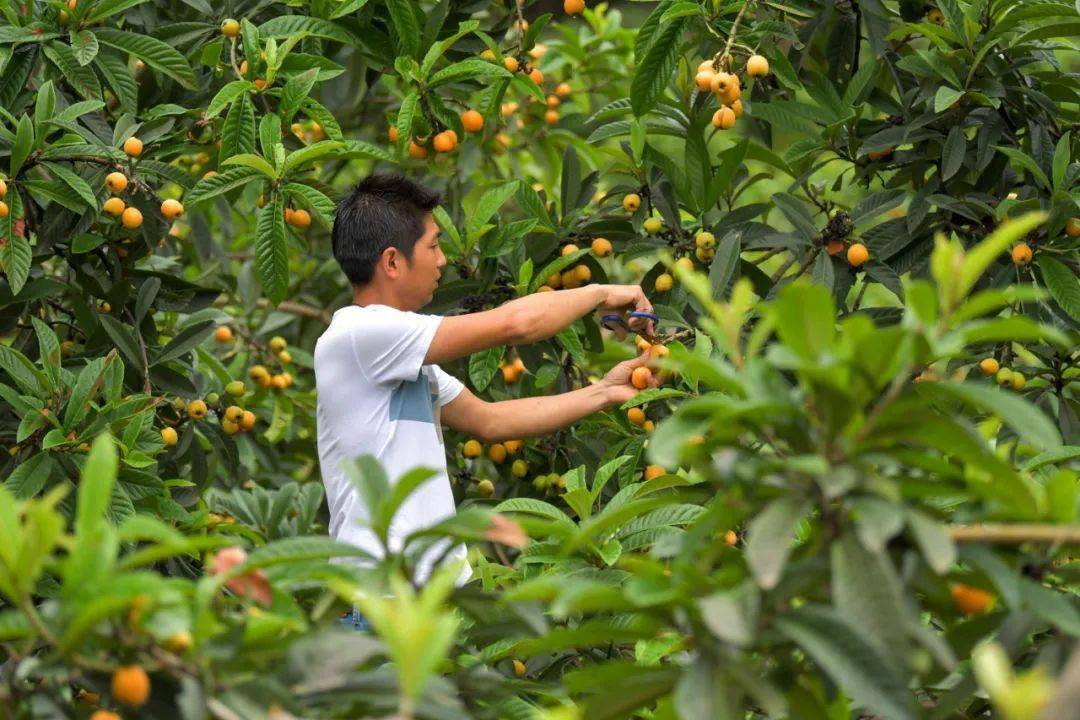 吃货们,余庆本地枇杷来了!_种植