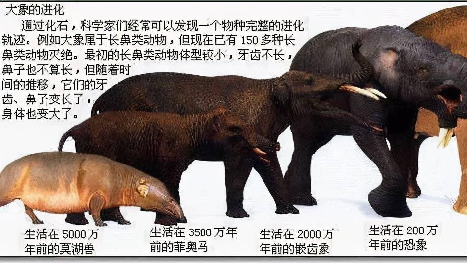 大象是怎么进化出来的它的祖先像只兔子还进化出了蹄兔和海牛