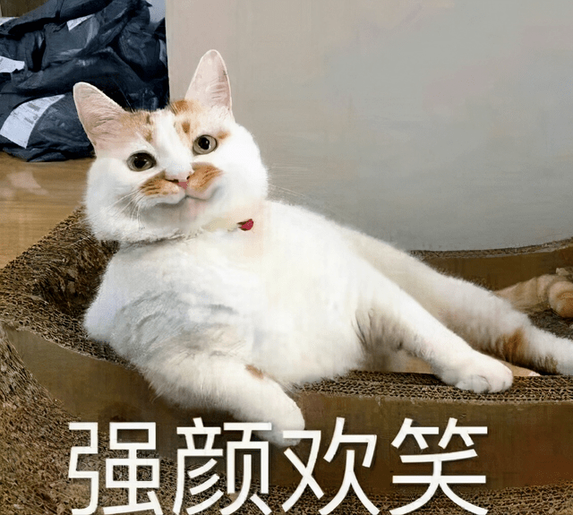 梦见被猫追着咬,探索梦境背后的深层含义与心理解析 梦见被猫追着咬,探索梦境背后的深层含义与心理解析