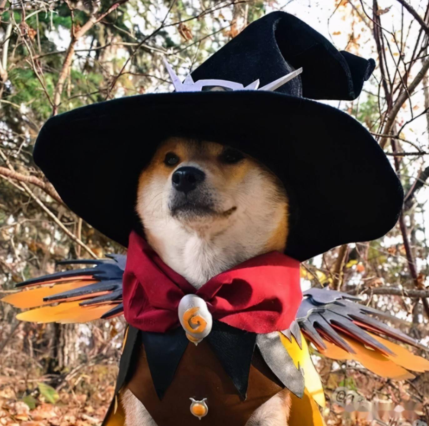 cos玩出新境界这届汪星人好帅