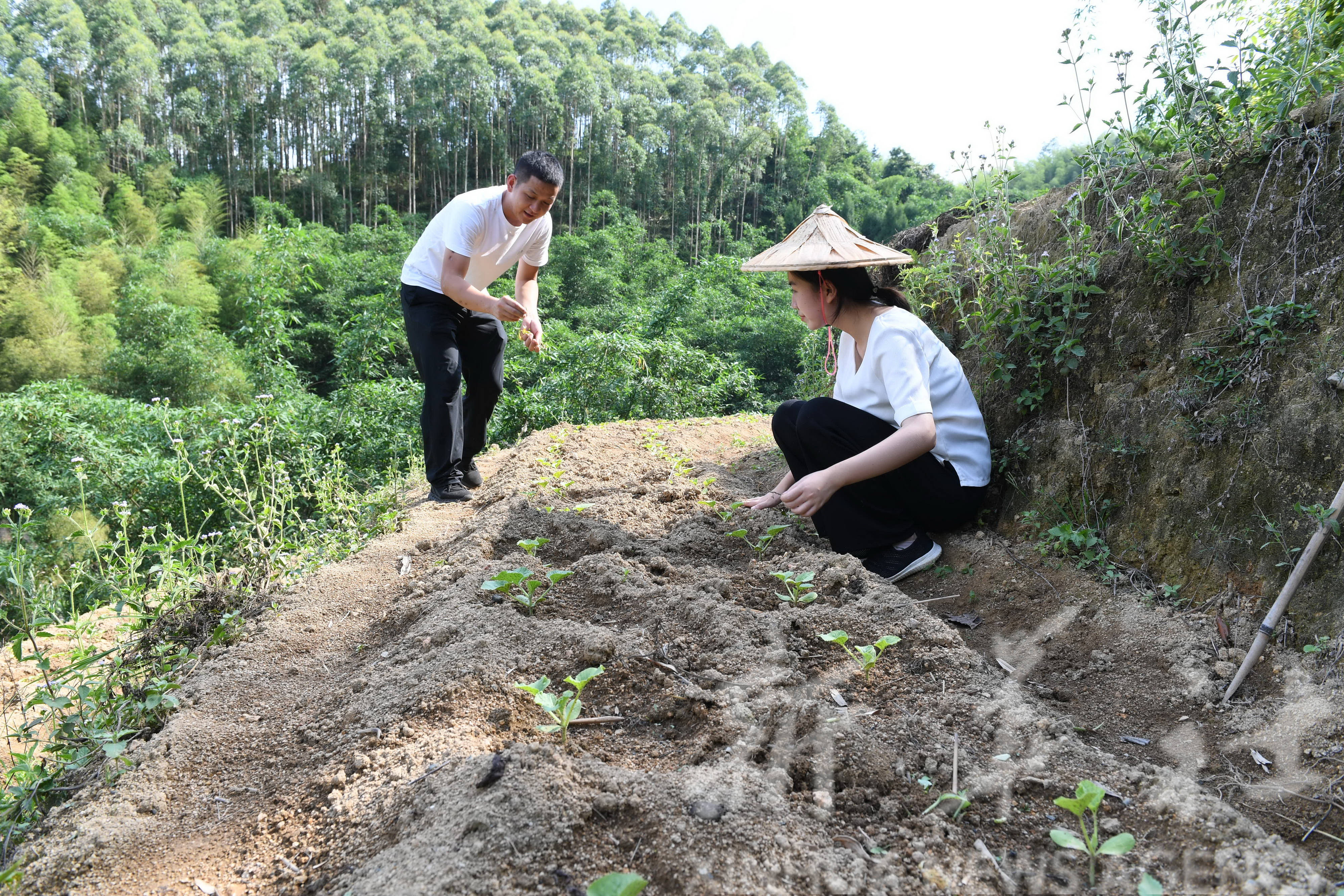 5月19日,柯嘉华与周晰(右)在南坑镇南塘村塔尾自然村网纹瓜种植园里