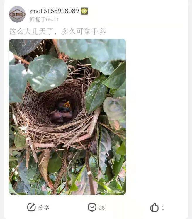 "画眉鸟吧","和尚鹦鹉吧","灰鹦鹉吧"等存在大量有关捕捉,掏鸟窝,出售