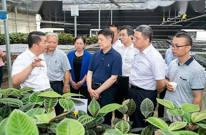 邓玉桂一行先后到罗定市的农业产业园,田间地头,公司企业,实地察看