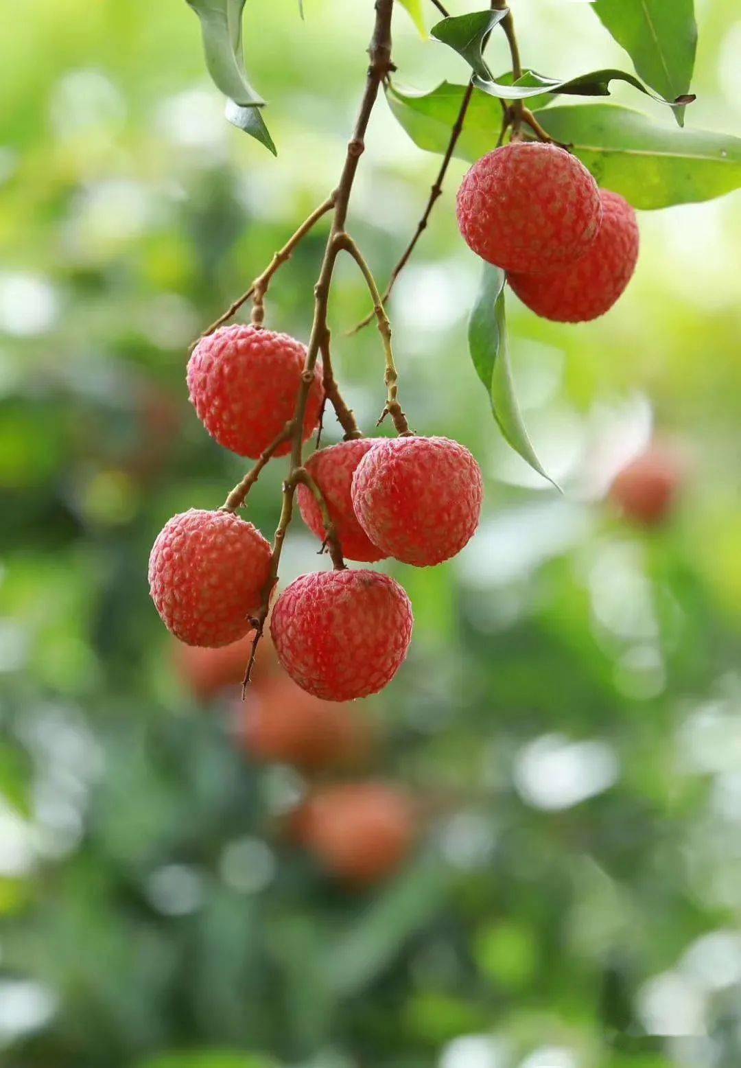 61我爱荔】荔枝百态 | 恋一城轻红,染千林荔香,我在茂名等你_台湾省