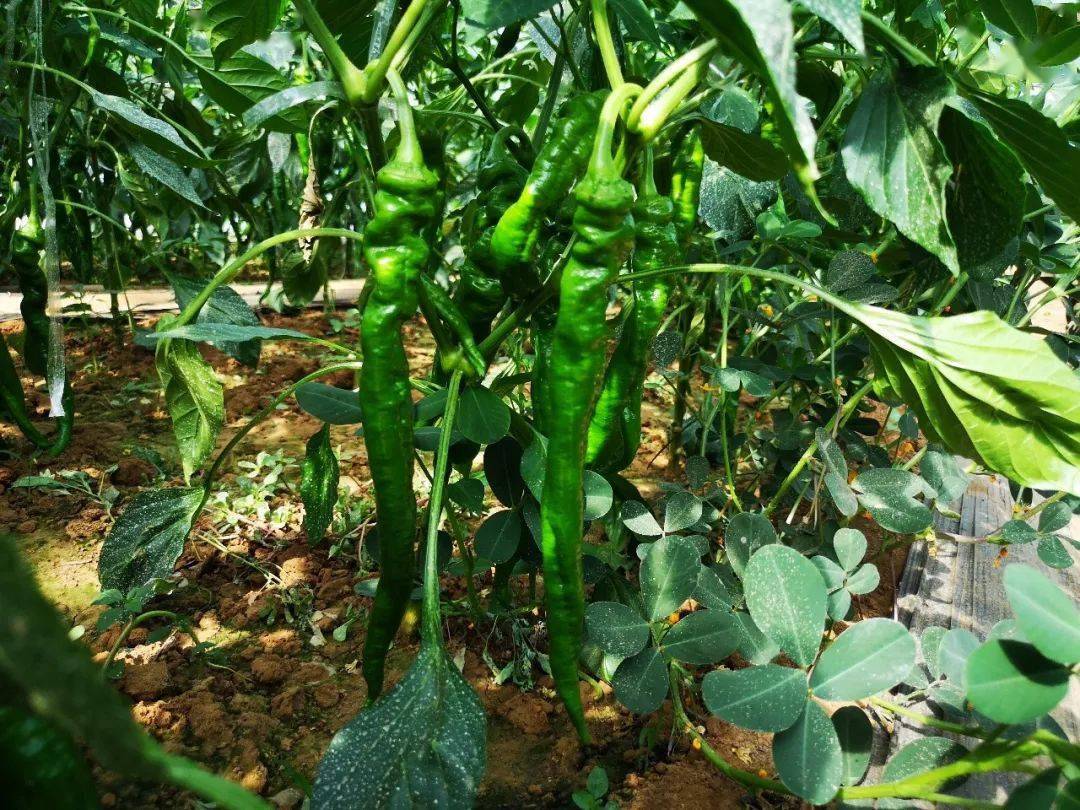 一个棚年摘辣椒4万斤产值达12万兰陵尚岩葛村的致富路