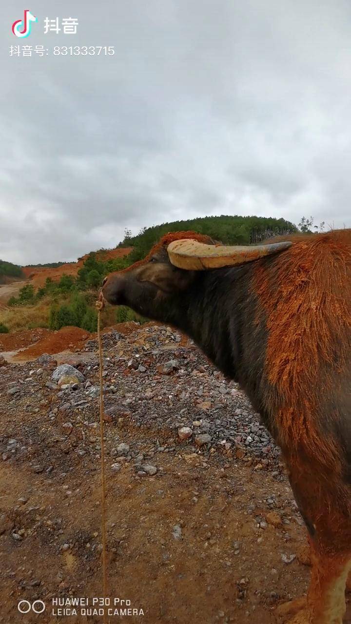 帅帅的牛